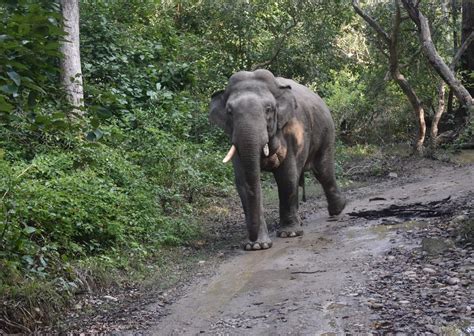 Jim Corbett Tiger reserve - All You Need to Know BEFORE You Go (2024)