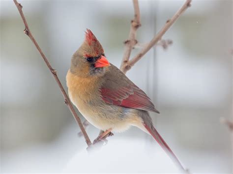 What is the State Bird of Kentucky? (And Why?) | Bird Fact