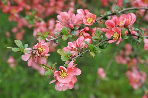 15 Great Flowering Shrubs for Your Landscape