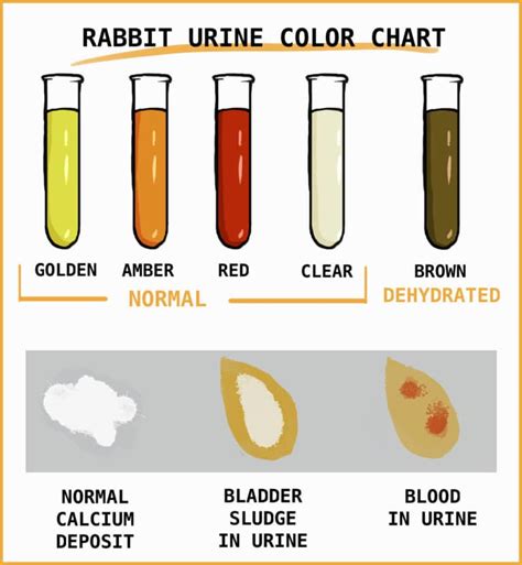 Rabbit Urine: What Pee Tells You About A Rabbit's Health