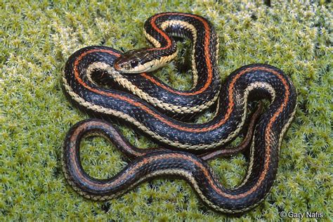 Northwestern Gartersnake - Thamnophis ordinoides