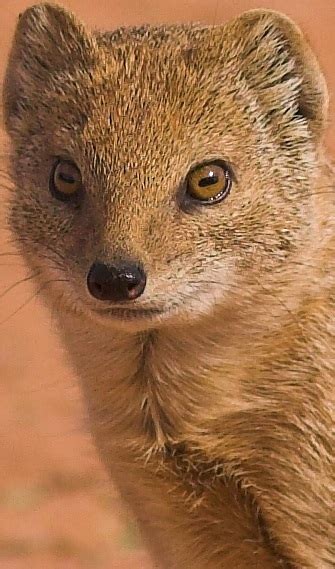 Mongoose Facts - Animal Facts Encyclopedia