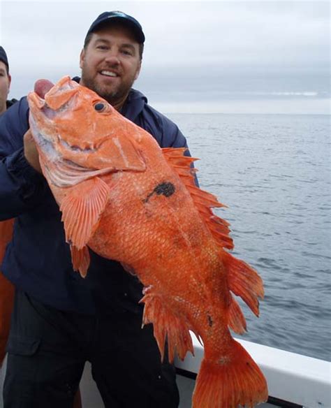 Big Fishes of the World: SHORTRAKER ROCKFISH (Sebastes borealis)