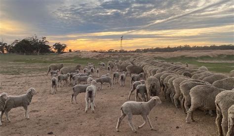 Search on for NSW growers mulesing sheep without pain relief - Sheep ...