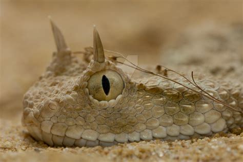 The Saharan Horned Viper by KrotovychOleh on DeviantArt