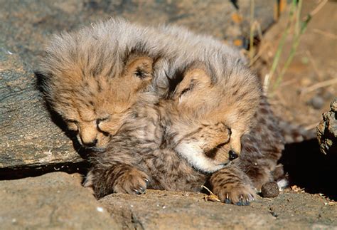 cheetah cubs sleeping - Cheetah Photo (37681279) - Fanpop