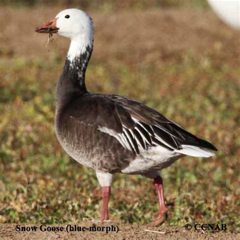 Snow Goose (blue-morph) (Chen caerulescens) - SNGO