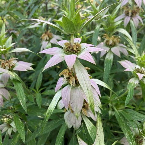 Monarda punctata - Midwest Groundcovers, LLC