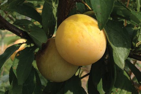 Plum Varieties are Complex and Fascinating [Slideshow] - Growing Produce