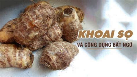 Khoai sọ – Loại củ có tác dụng hút độc và tiêu diệt khối ung bướu Tin360