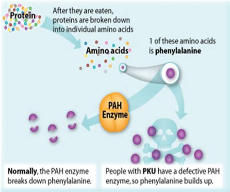 Phenylketonuria (Pku) at Jess Fish blog