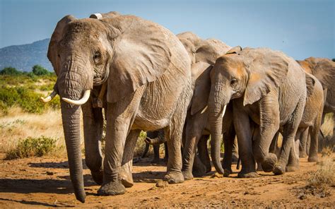 Both African elephant species endangered and critically endangered