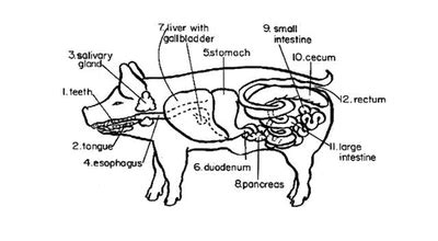 Digestive System - Fetal Pigs in Biology