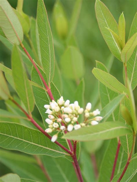 Apocynum cannabinum Dogbane | Prairie Moon Nursery