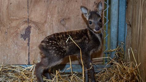 Columbus Zoo announces birth of baby Siberian musk deer | NBC4 WCMH-TV