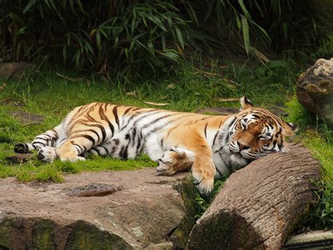 tiger sleeping 1 by Nexu4 on DeviantArt