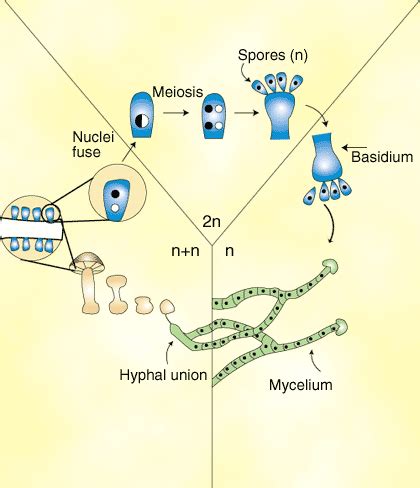 Fungi: Basidiomycota: The Club Fungi | SparkNotes