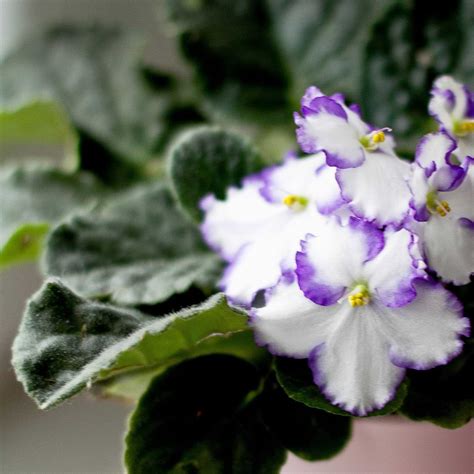 How Do You Propagate and Grow African Violets From Seeds?