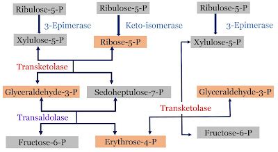 Pentose Phosphate Pathway: Source of NADPH for Reductive Biosynthesis