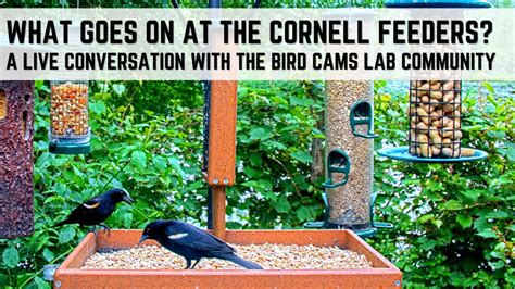 Cornell FeederWatch Cam | Cornell Lab Bird Cams Cornell Lab Bird Cams