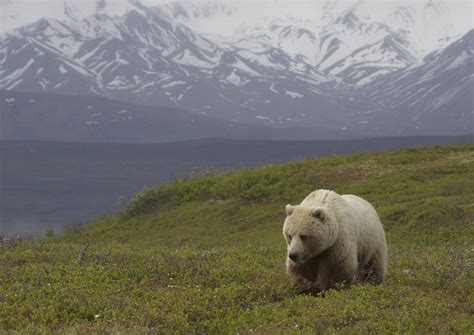 Grizzly bear (Ursus arctos ssp.) | A Toklat color-morph griz… | Flickr