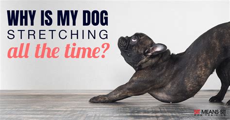 Why Is My Dog Stretching a Lot? | Sit Means Sit Orlando