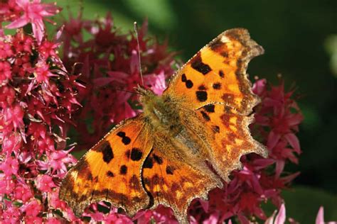 British Butterfly Identification Guide | FSC Butterfly Field Guide