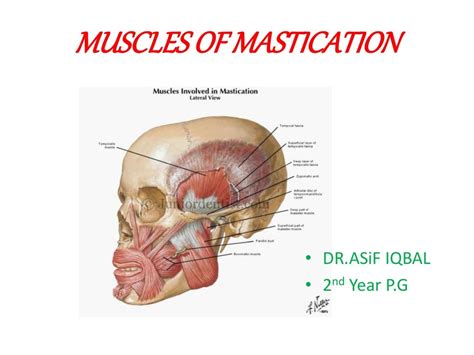 Muscles of mastication