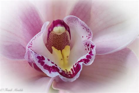 Macro orchid - PentaxForums.com