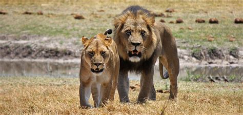 Your Africa Safari Photographs Could Help Save Wildlife