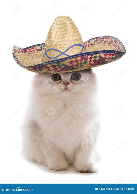 Lista 90+ Foto Videos De El Gato Con Sombrero Actualizar