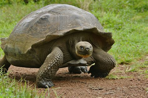 The Galapagos Islands University of Illinois Alumni Association