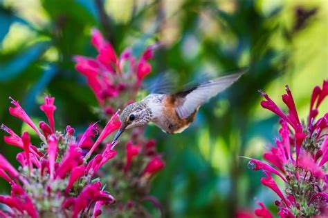 11 Intriguing Facts About The Rufous Hummingbird