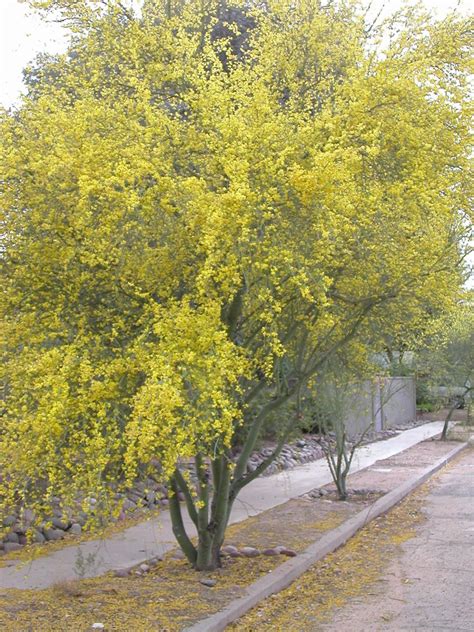 21 Flowering Trees For Arizona - ProGardenTips