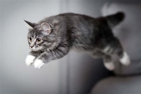 How High Can A Cat Jump? | Cat-World