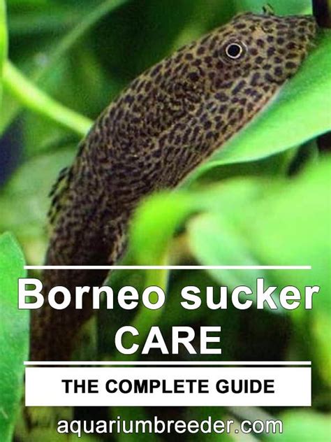 Borneo Sucker – Detailed Guide: Care, Diet, and Breeding | Community fish tank, Borneo, Fish ...