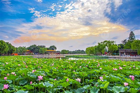 Beijing Landmark Beihai Park Lotus Travel Photography Map With Pictures ...