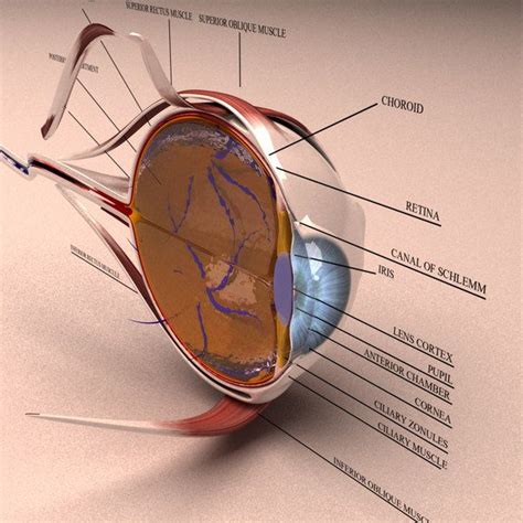 3d model human eye section - | Eye anatomy, Human eye, Eyeball anatomy