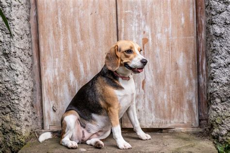 10 Obese Dog Breeds that Need Help Staying Fit 🐶 Off The Leash