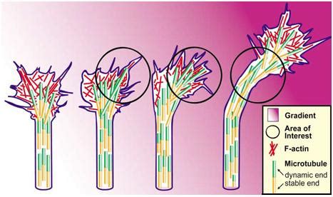 Growth cone and its role in axonal guidance ~ Advanced Neurobiology