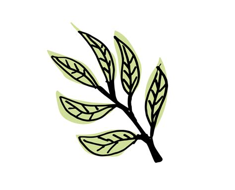 Olive Leaves. Vector illustration 16124848 Vector Art at Vecteezy