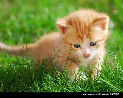 Éclectique: Mon chat - Collection Hulton GETTY