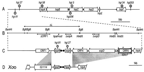 Map of the large hrp gene cluster. (A) Schematic overview of the hrp ...