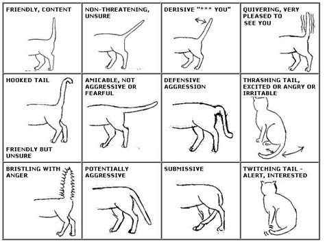 How to Read Your Cat's Tail Language? - Love Meow