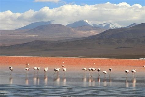 La Laguna Colorada de Uyuni (Bolivia)