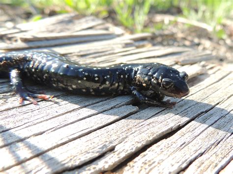 Northern Slimy Salamander – PA HERP IDENTIFICATION