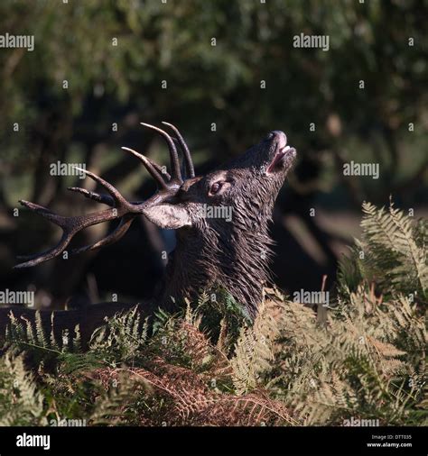 Red Deer stag bellowing in a dominant stance Stock Photo - Alamy