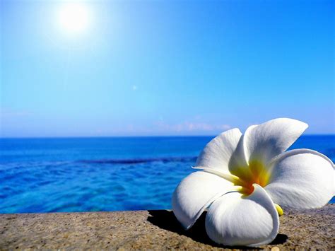 Beach Flowers Wallpapers - Wallpaper Cave