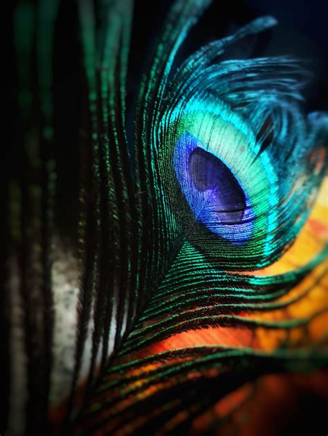 Colorful Peacock Feather Wallpaper