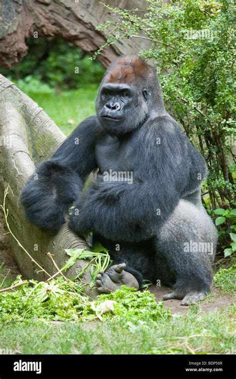 Zuri, a Male at the Gorilla enclosure at the Bronx Zoo in New York City Stock Photo - Alamy